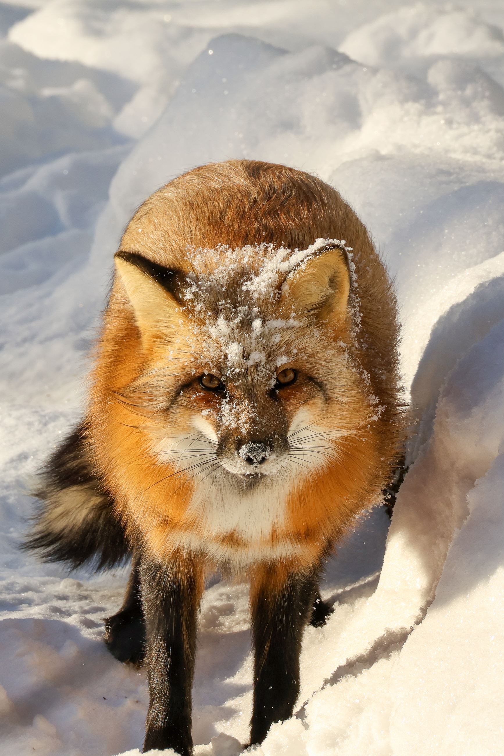 Photo of a fox with snow on its face while standing in the snow.